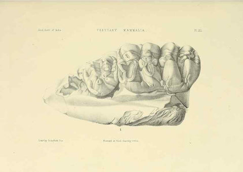 Reproducción/Reproduction 49498477396: Indian Tertiary and post Tertiary Vertebrata.. Calcutta :Geological Survey Office [etc., etc.],1874-1902.. 