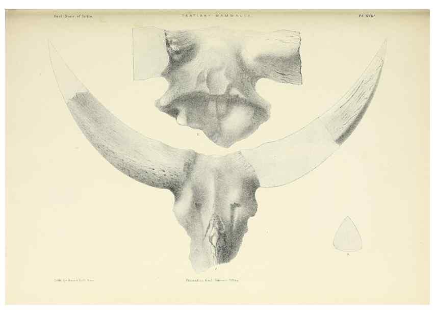 Reproducción/Reproduction 49498466016: Indian Tertiary and post Tertiary Vertebrata.. Calcutta :Geological Survey Office [etc., etc.],1874-1902.. 