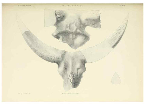 Reproducción/Reproduction 49498466016: Indian Tertiary and post Tertiary Vertebrata.. Calcutta :Geological Survey Office [etc., etc.],1874-1902.. 