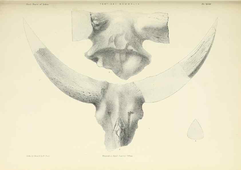 Reproducción/Reproduction 49498466016: Indian Tertiary and post Tertiary Vertebrata.. Calcutta :Geological Survey Office [etc., etc.],1874-1902.. 