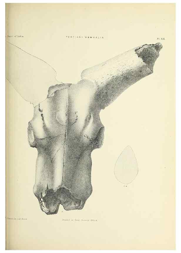 Reproducción/Reproduction 49498693242: Indian Tertiary and post Tertiary Vertebrata.. Calcutta :Geological Survey Office [etc., etc.],1874-1902.. 