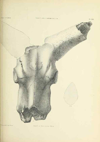 Reproducción/Reproduction 49498693242: Indian Tertiary and post Tertiary Vertebrata.. Calcutta :Geological Survey Office [etc., etc.],1874-1902.. 