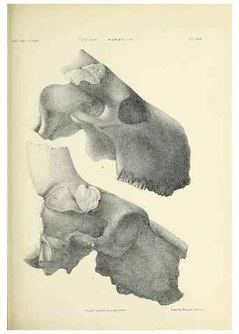 Reproducción/Reproduction 49498693707: Indian Tertiary and post Tertiary Vertebrata.. Calcutta :Geological Survey Office [etc., etc.],1874-1902.. 