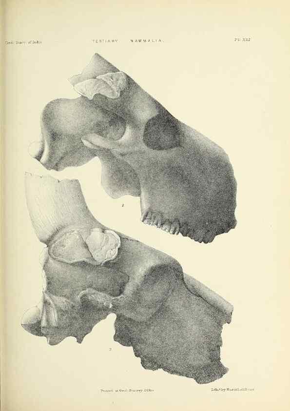 Reproducción/Reproduction 49498693707: Indian Tertiary and post Tertiary Vertebrata.. Calcutta :Geological Survey Office [etc., etc.],1874-1902.. 