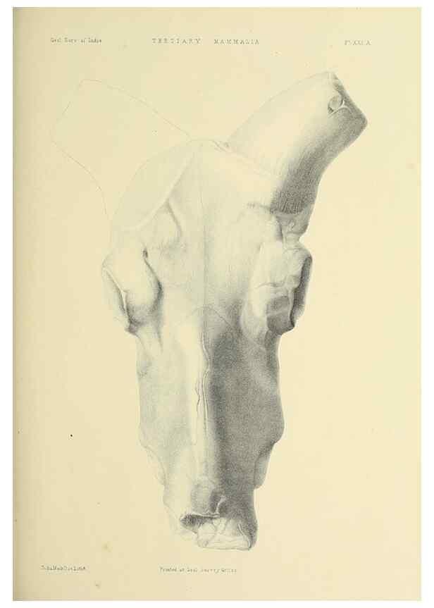 Reproducción/Reproduction 49498467671: Indian Tertiary and post Tertiary Vertebrata.. Calcutta :Geological Survey Office [etc., etc.],1874-1902.. 