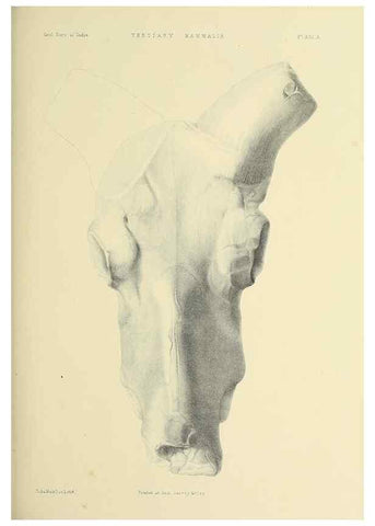 Reproducción/Reproduction 49498467671: Indian Tertiary and post Tertiary Vertebrata.. Calcutta :Geological Survey Office [etc., etc.],1874-1902.. 