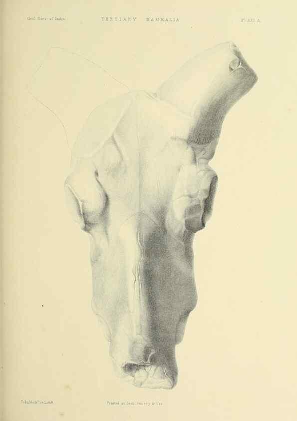Reproducción/Reproduction 49498467671: Indian Tertiary and post Tertiary Vertebrata.. Calcutta :Geological Survey Office [etc., etc.],1874-1902.. 