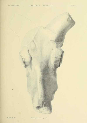 Reproducción/Reproduction 49498467671: Indian Tertiary and post Tertiary Vertebrata.. Calcutta :Geological Survey Office [etc., etc.],1874-1902.. 