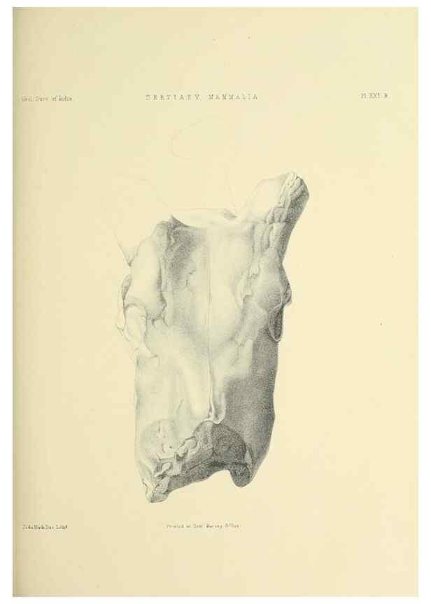 Reproducción/Reproduction 49497972343: Indian Tertiary and post Tertiary Vertebrata.. Calcutta :Geological Survey Office [etc., etc.],1874-1902.. 