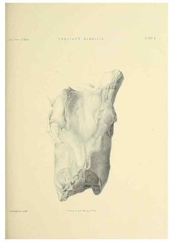 Reproducción/Reproduction 49497972343: Indian Tertiary and post Tertiary Vertebrata.. Calcutta :Geological Survey Office [etc., etc.],1874-1902.. 