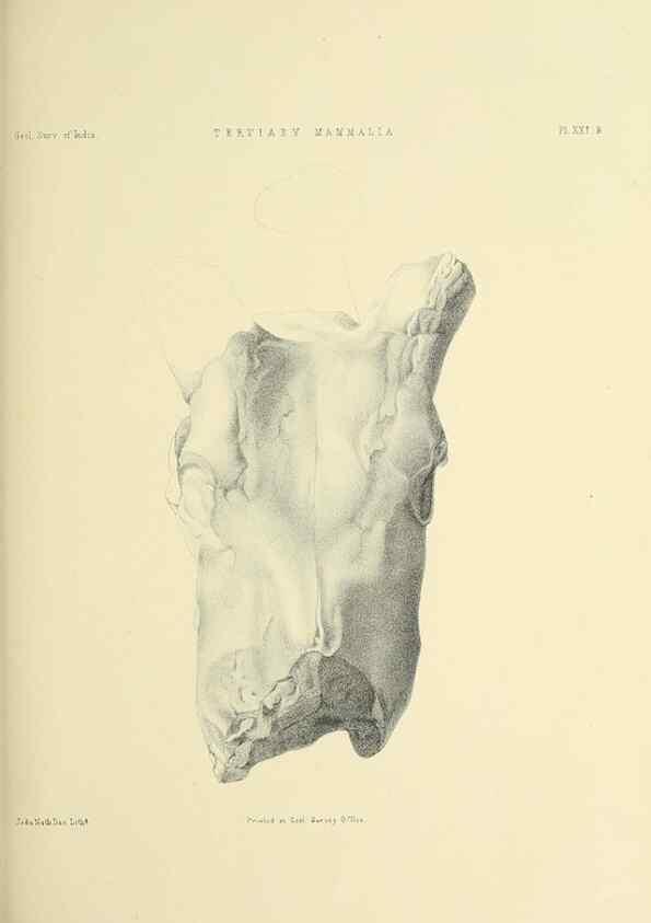 Reproducción/Reproduction 49497972343: Indian Tertiary and post Tertiary Vertebrata.. Calcutta :Geological Survey Office [etc., etc.],1874-1902.. 