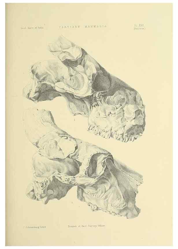 Reproducción/Reproduction 49497972733: Indian Tertiary and post Tertiary Vertebrata.. Calcutta :Geological Survey Office [etc., etc.],1874-1902.. 