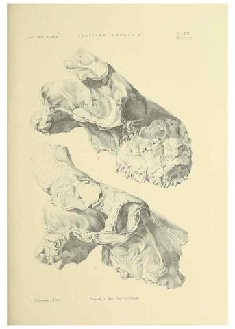 Reproducción/Reproduction 49497972733: Indian Tertiary and post Tertiary Vertebrata.. Calcutta :Geological Survey Office [etc., etc.],1874-1902.. 