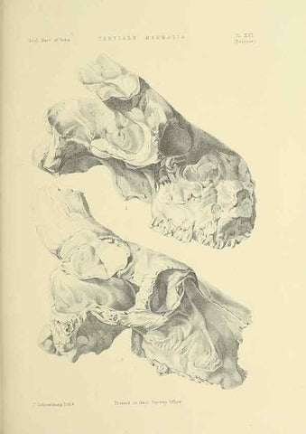 Reproducción/Reproduction 49497972733: Indian Tertiary and post Tertiary Vertebrata.. Calcutta :Geological Survey Office [etc., etc.],1874-1902.. 