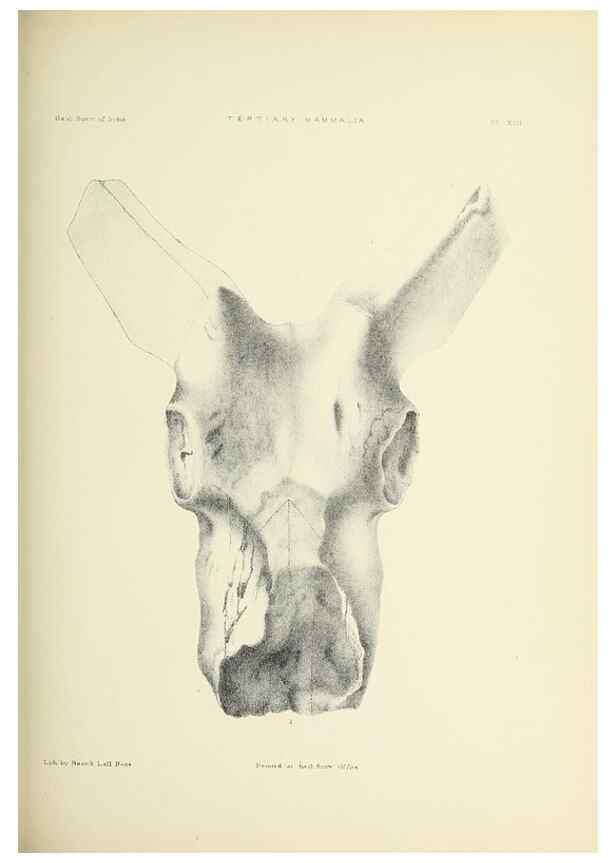 Reproducción/Reproduction 49498468916: Indian Tertiary and post Tertiary Vertebrata.. Calcutta :Geological Survey Office [etc., etc.],1874-1902.. 