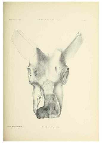 Reproducción/Reproduction 49498468916: Indian Tertiary and post Tertiary Vertebrata.. Calcutta :Geological Survey Office [etc., etc.],1874-1902.. 