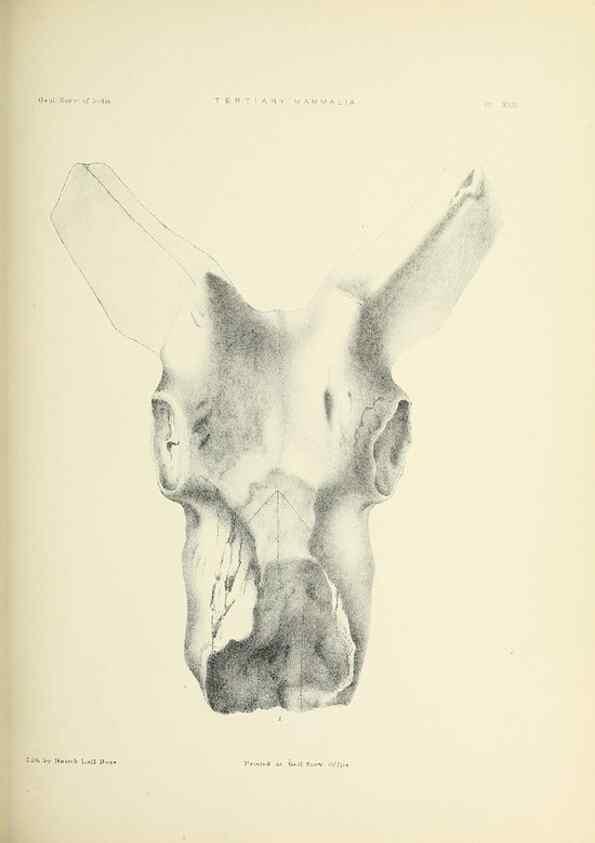 Reproducción/Reproduction 49498468916: Indian Tertiary and post Tertiary Vertebrata.. Calcutta :Geological Survey Office [etc., etc.],1874-1902.. 