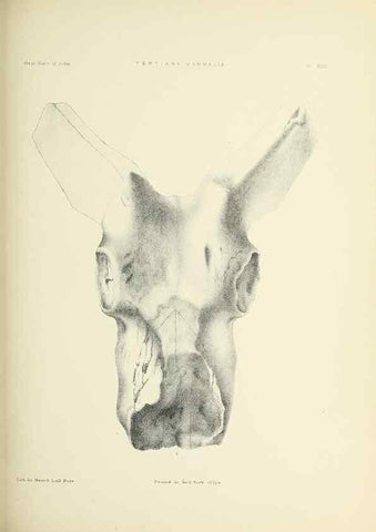 Reproducción/Reproduction 49498468916: Indian Tertiary and post Tertiary Vertebrata.. Calcutta :Geological Survey Office [etc., etc.],1874-1902.. 