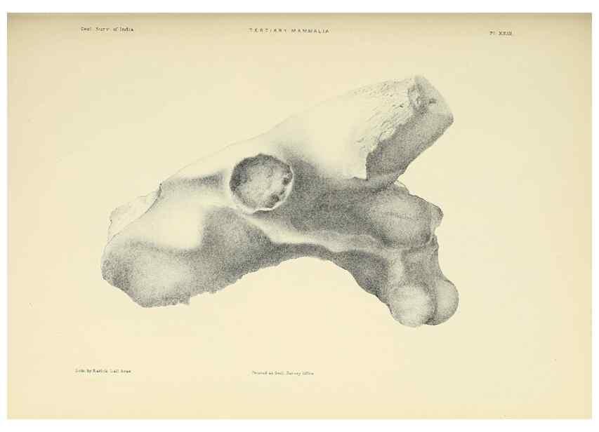 Reproducción/Reproduction 49498695792: Indian Tertiary and post Tertiary Vertebrata.. Calcutta :Geological Survey Office [etc., etc.],1874-1902.. 