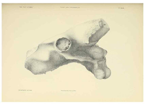 Reproducción/Reproduction 49498695792: Indian Tertiary and post Tertiary Vertebrata.. Calcutta :Geological Survey Office [etc., etc.],1874-1902.. 