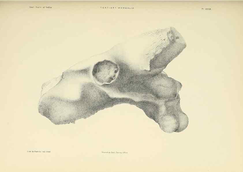 Reproducción/Reproduction 49498695792: Indian Tertiary and post Tertiary Vertebrata.. Calcutta :Geological Survey Office [etc., etc.],1874-1902.. 