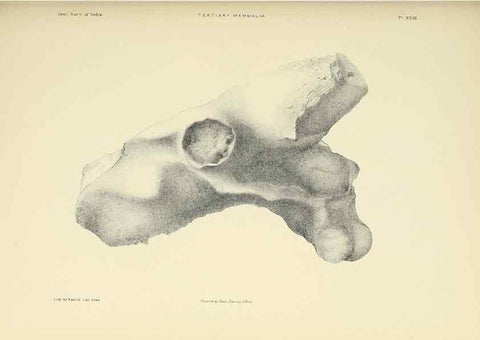 Reproducción/Reproduction 49498695792: Indian Tertiary and post Tertiary Vertebrata.. Calcutta :Geological Survey Office [etc., etc.],1874-1902.. 