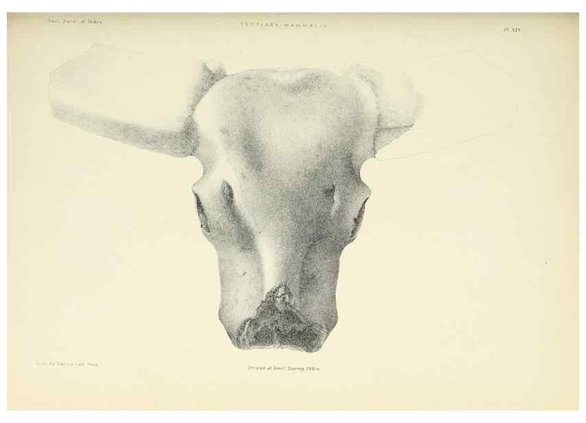 Reproducción/Reproduction 49497970568: Indian Tertiary and post Tertiary Vertebrata.. Calcutta :Geological Survey Office [etc., etc.],1874-1902.. 