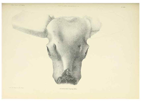 Reproducción/Reproduction 49497970568: Indian Tertiary and post Tertiary Vertebrata.. Calcutta :Geological Survey Office [etc., etc.],1874-1902.. 