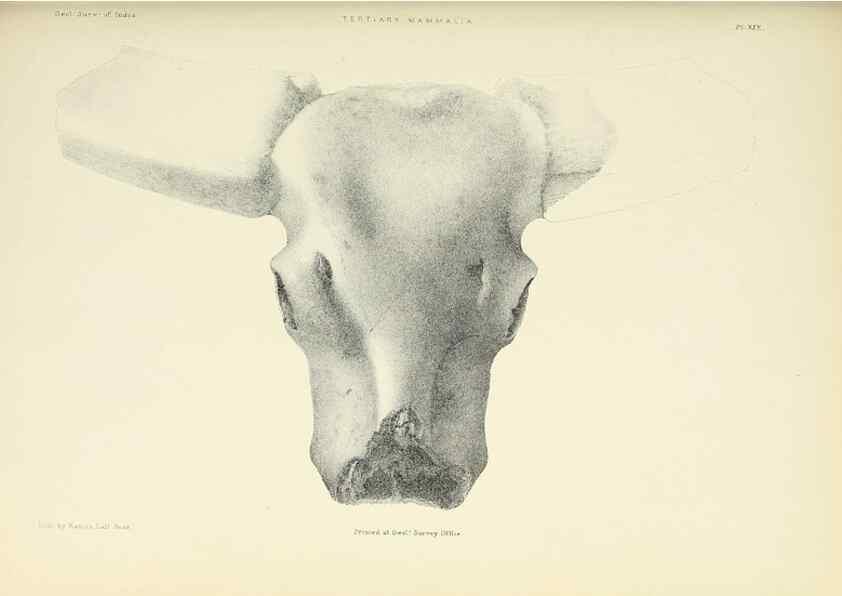 Reproducción/Reproduction 49497970568: Indian Tertiary and post Tertiary Vertebrata.. Calcutta :Geological Survey Office [etc., etc.],1874-1902.. 