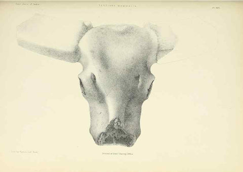 Reproducción/Reproduction 49497970568: Indian Tertiary and post Tertiary Vertebrata.. Calcutta :Geological Survey Office [etc., etc.],1874-1902.. 