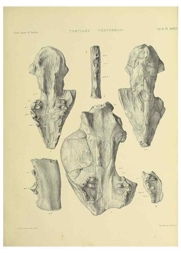 Reproducción/Reproduction 49498551611: Indian Tertiary and post Tertiary Vertebrata.. Calcutta :Geological Survey Office [etc., etc.],1874-1902.. 