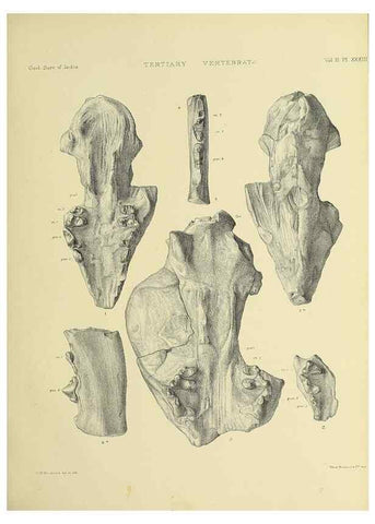 Reproducción/Reproduction 49498551611: Indian Tertiary and post Tertiary Vertebrata.. Calcutta :Geological Survey Office [etc., etc.],1874-1902.. 