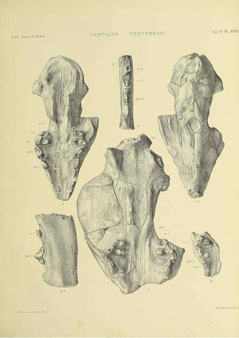 Reproducción/Reproduction 49498551611: Indian Tertiary and post Tertiary Vertebrata.. Calcutta :Geological Survey Office [etc., etc.],1874-1902.. 