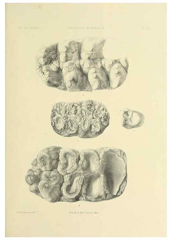 Reproducción/Reproduction 49497981438: Indian Tertiary and post Tertiary Vertebrata.. Calcutta :Geological Survey Office [etc., etc.],1874-1902.. 
