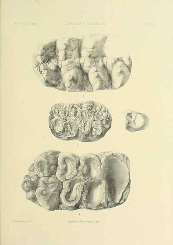 Reproducción/Reproduction 49497981438: Indian Tertiary and post Tertiary Vertebrata.. Calcutta :Geological Survey Office [etc., etc.],1874-1902.. 