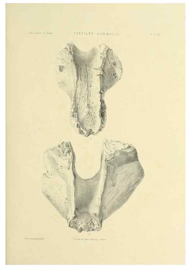 Reproducción/Reproduction 49498478486: Indian Tertiary and post Tertiary Vertebrata.. Calcutta :Geological Survey Office [etc., etc.],1874-1902.. 