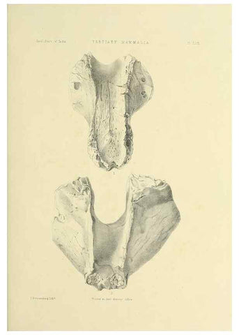 Reproducción/Reproduction 49498478486: Indian Tertiary and post Tertiary Vertebrata.. Calcutta :Geological Survey Office [etc., etc.],1874-1902.. 