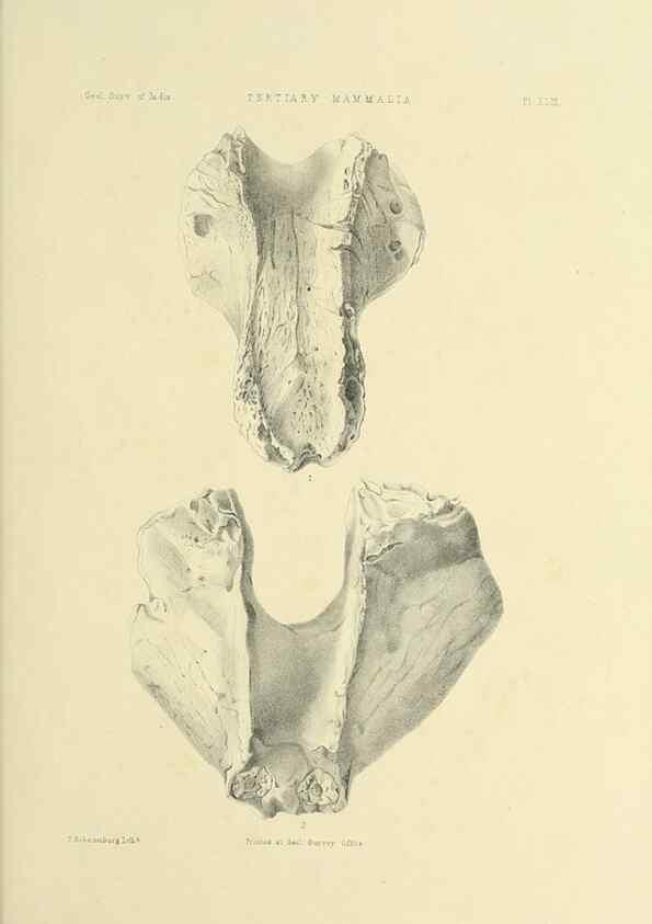 Reproducción/Reproduction 49498478486: Indian Tertiary and post Tertiary Vertebrata.. Calcutta :Geological Survey Office [etc., etc.],1874-1902.. 