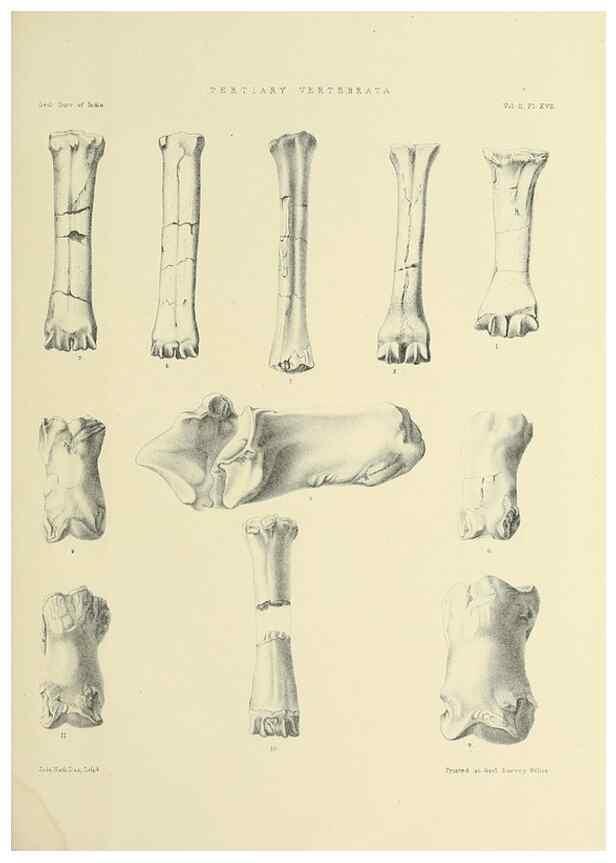 Reproducción/Reproduction 49498545326: Indian Tertiary and post Tertiary Vertebrata.. Calcutta :Geological Survey Office [etc., etc.],1874-1902.. 