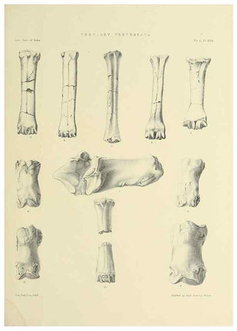 Reproducción/Reproduction 49498545326: Indian Tertiary and post Tertiary Vertebrata.. Calcutta :Geological Survey Office [etc., etc.],1874-1902.. 