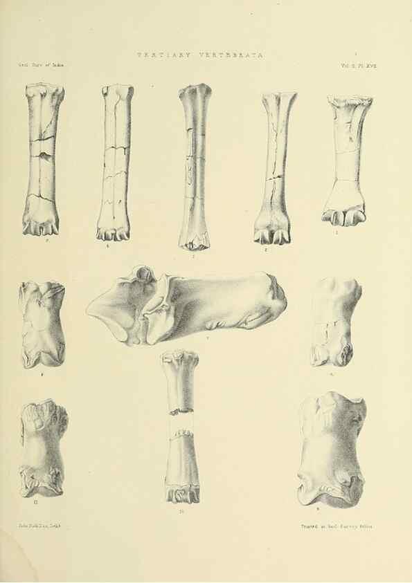 Reproducción/Reproduction 49498545326: Indian Tertiary and post Tertiary Vertebrata.. Calcutta :Geological Survey Office [etc., etc.],1874-1902.. 