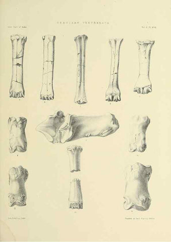 Reproducción/Reproduction 49498545326: Indian Tertiary and post Tertiary Vertebrata.. Calcutta :Geological Survey Office [etc., etc.],1874-1902.. 