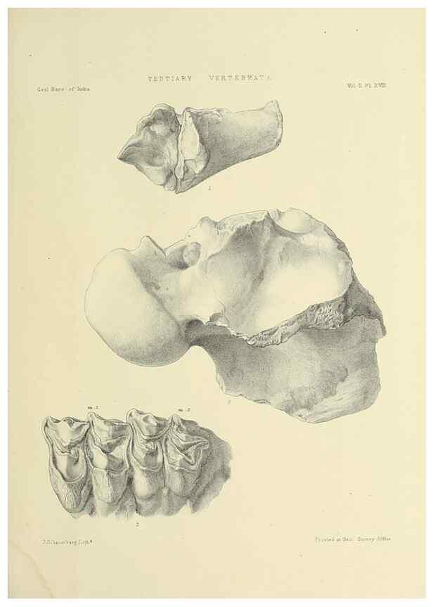 Reproducción/Reproduction 49498545631: Indian Tertiary and post Tertiary Vertebrata.. Calcutta :Geological Survey Office [etc., etc.],1874-1902.. 