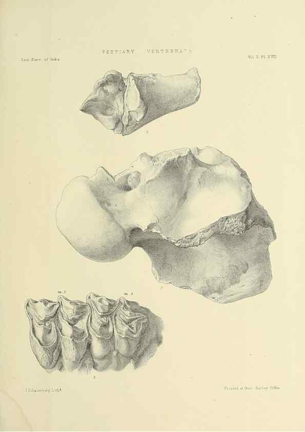 Reproducción/Reproduction 49498545631: Indian Tertiary and post Tertiary Vertebrata.. Calcutta :Geological Survey Office [etc., etc.],1874-1902.. 