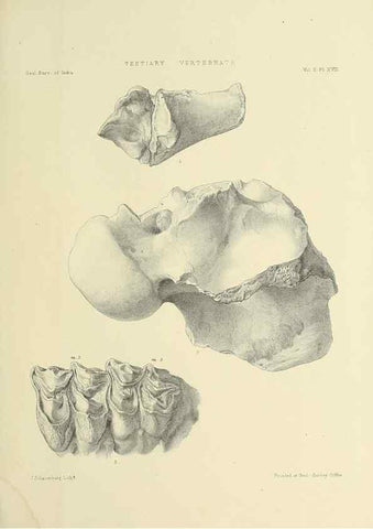 Reproducción/Reproduction 49498545631: Indian Tertiary and post Tertiary Vertebrata.. Calcutta :Geological Survey Office [etc., etc.],1874-1902.. 