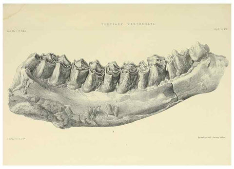 Reproducción/Reproduction 49498049033: Indian Tertiary and post Tertiary Vertebrata.. Calcutta :Geological Survey Office [etc., etc.],1874-1902.. 