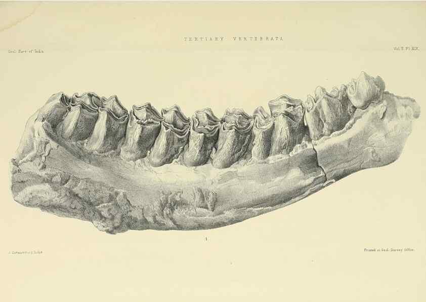 Reproducción/Reproduction 49498049033: Indian Tertiary and post Tertiary Vertebrata.. Calcutta :Geological Survey Office [etc., etc.],1874-1902.. 