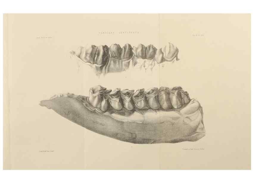 Reproducción/Reproduction 49498049738: Indian Tertiary and post Tertiary Vertebrata.. Calcutta :Geological Survey Office [etc., etc.],1874-1902.. 