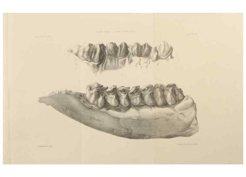 Reproducción/Reproduction 49498049738: Indian Tertiary and post Tertiary Vertebrata.. Calcutta :Geological Survey Office [etc., etc.],1874-1902.. 