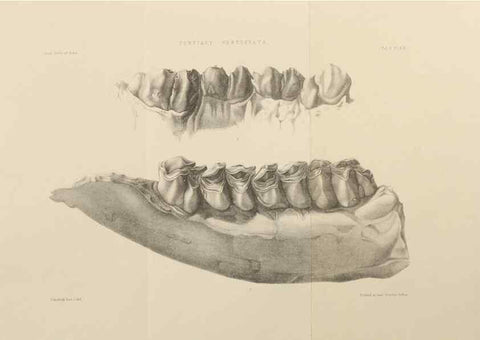 Reproducción/Reproduction 49498049738: Indian Tertiary and post Tertiary Vertebrata.. Calcutta :Geological Survey Office [etc., etc.],1874-1902.. 